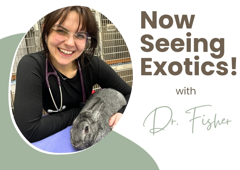 Carousel Slide 2: Exotic Pet Care